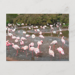 Cartão Postal Cartão-postal Flamingos