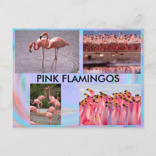 Cartão Postal Cartão-postal Flamingos Rosa