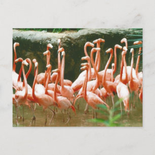 Cartão Postal Cartão-postal Flamingos Rosa