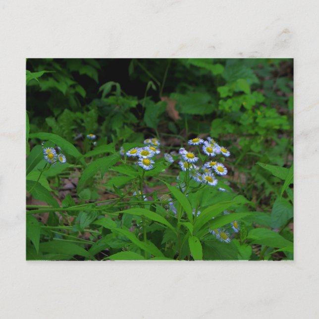 Cartão Postal Cartão-postal Flor Fleabane (Frente)