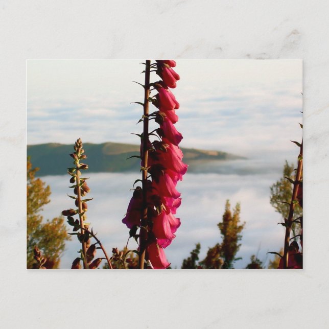 Cartão Postal Cartão-postal Flor sobre Nuvens (Frente)