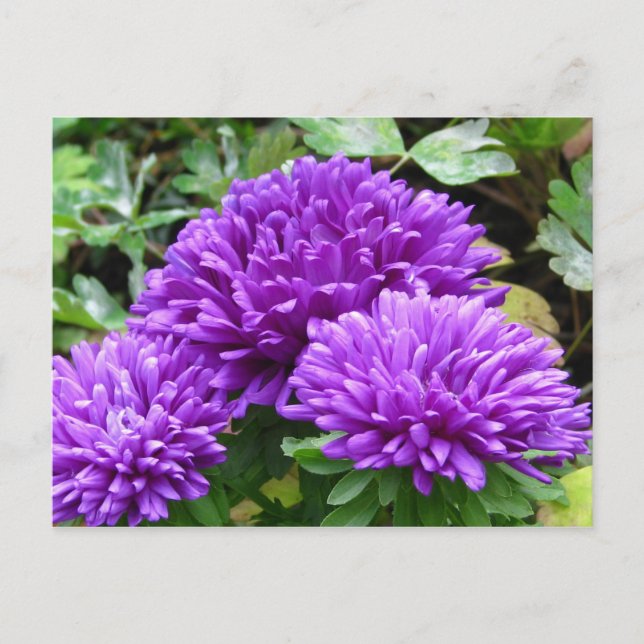 Cartão Postal Cartão-postal Floral (Frente)