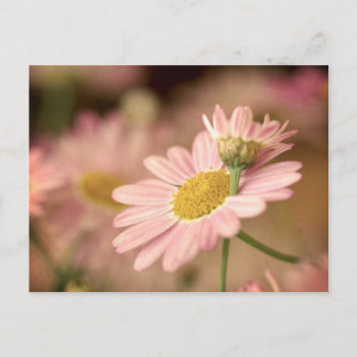 Cartão Postal Cartão-postal floral