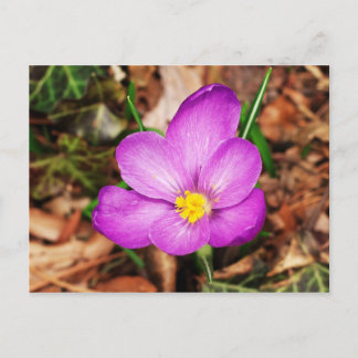 Cartão Postal Cartão-postal floral