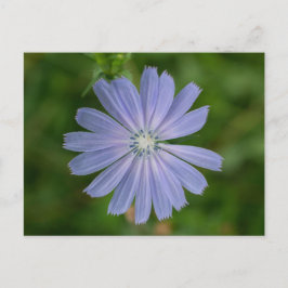 Cartão Postal Cartão-postal Floral de Flor Azul Chicória