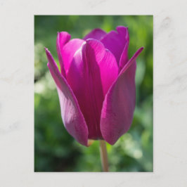 Cartão Postal Cartão-postal Floral de Flor Tulip Rosa