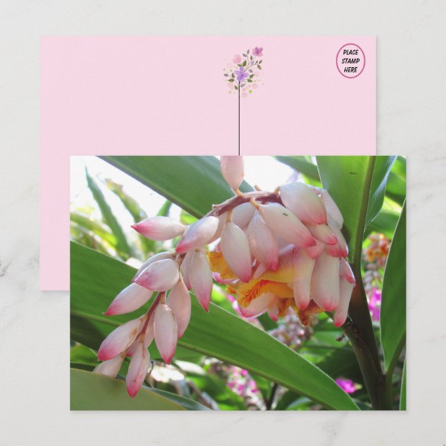 Cartão Postal Cartão-postal Floral de Flores de Ginger (Frente/Verso)