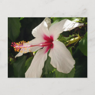 Cartão Postal Cartão-postal Floral de Hibiscus