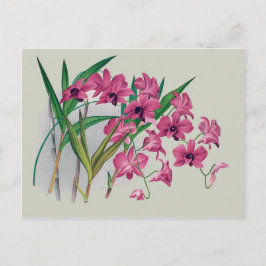 Cartão Postal Cartão-postal Floral Dendrobium Orchids