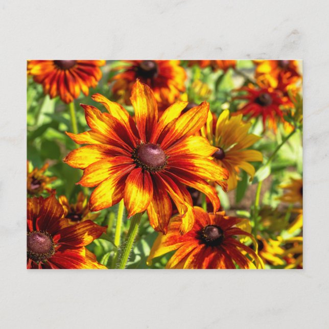 Cartão Postal Cartão-postal Floral do Coneflower Brilhante (Frente)