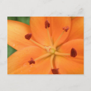 Cartão Postal Cartão-postal Floral Orange Lily