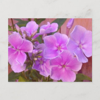 Cartão Postal Cartão-postal Floral Phlox