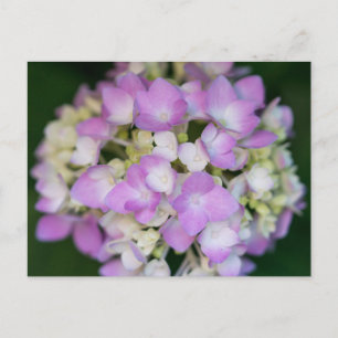 Cartão Postal Cartão-postal Floral Rosa