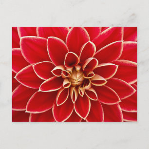 Cartão Postal Cartão-postal Floral Vermelho