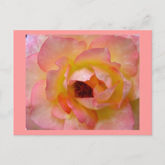 Cartão Postal Cartão-postal-Flores-10 (Frente)