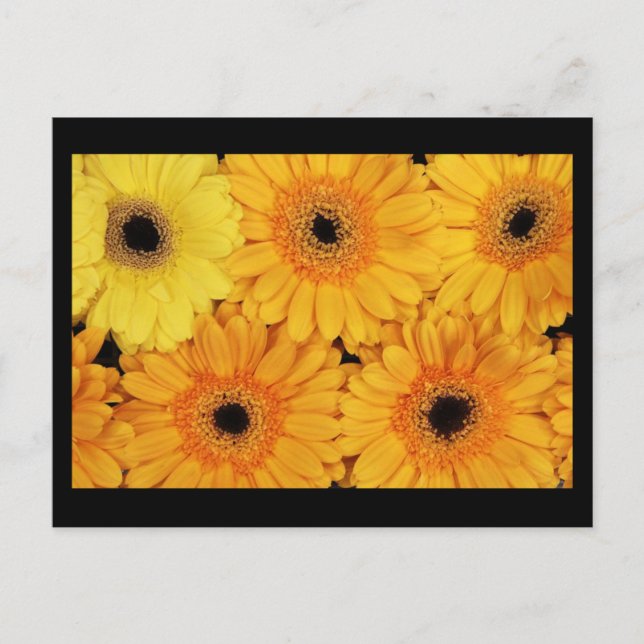 Cartão Postal Cartão-postal-Flores-6 (Frente)