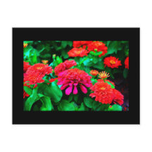 Cartão-postal-Flores-61