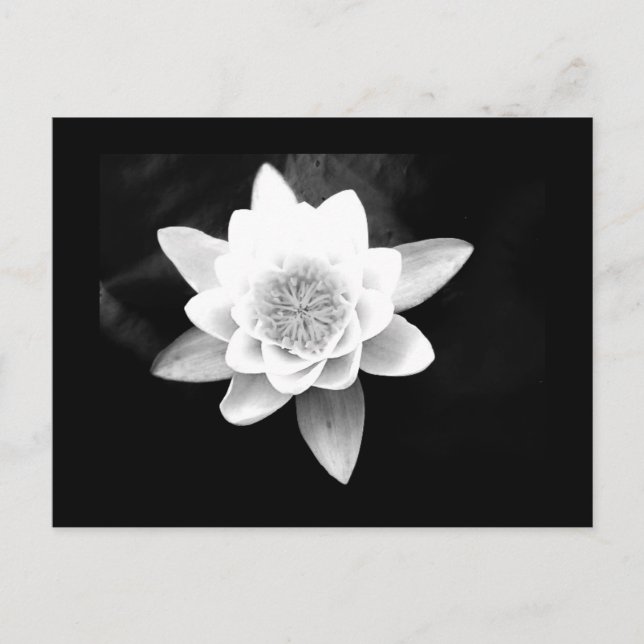 Cartão Postal Cartão-postal-Flores-63 (Frente)