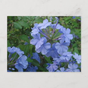 Cartão Postal Cartão-postal - Flores Azuis
