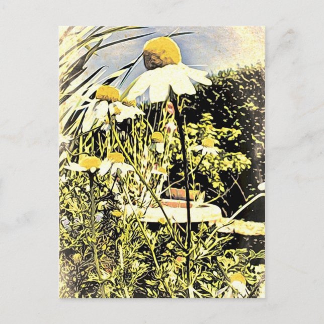 Cartão Postal Cartão-postal Flores de Camomila (Estilo Antiquado (Frente)