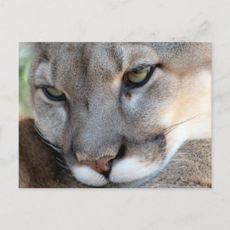 Cartão Postal Cartão-postal Flórida (4071)