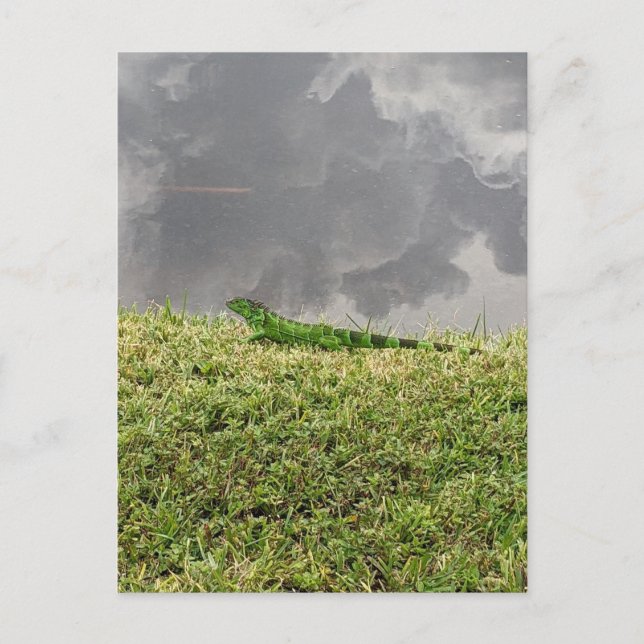 Cartão Postal Cartão-postal Florida Iguana (Frente)