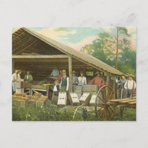 Cartão Postal Cartão-postal Flórida Vintage, "Laranjas de Emba