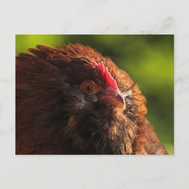 Cartão Postal Cartão-postal FluffaDerp (Frente)