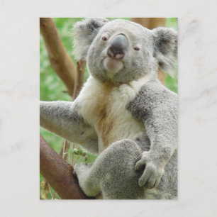 Cartão Postal Cartão-postal Fluffy Koala