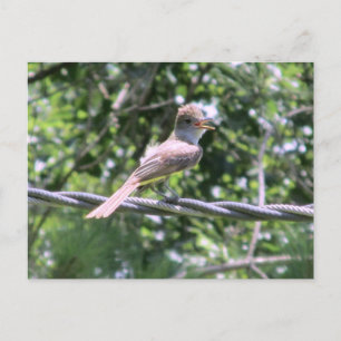 Cartão Postal Cartão-postal Flycatcher Crested