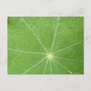 Cartão Postal Cartão-postal Folha de Nasturtium