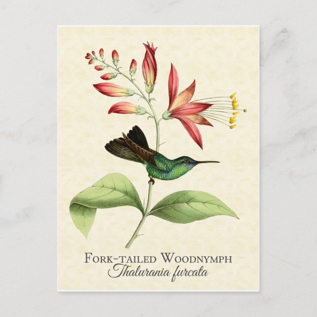 Cartão Postal Cartão-postal Fork Tailandês De Madeira Ninfônica  (Frente)