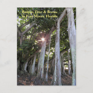 Cartão Postal Cartão-postal Fort Myers, a maior árvore de Banyan