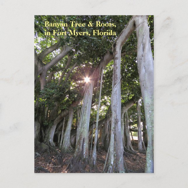 Cartão Postal Cartão-postal Fort Myers, a maior árvore de Banyan (Frente)