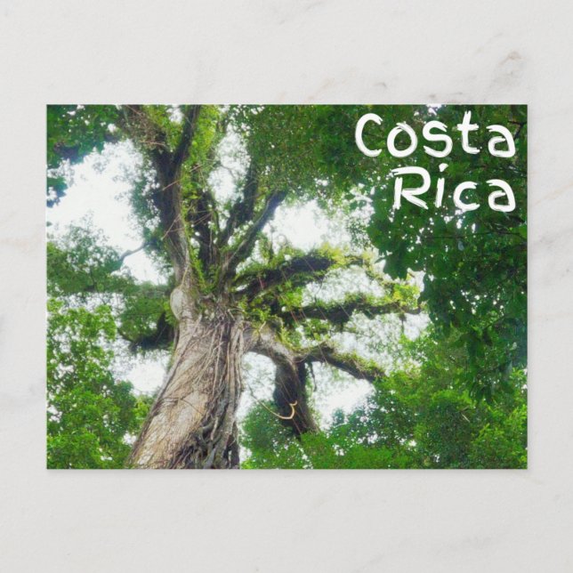Cartão Postal Cartão-postal Fotografia em Árvore Costa Rica (Frente)