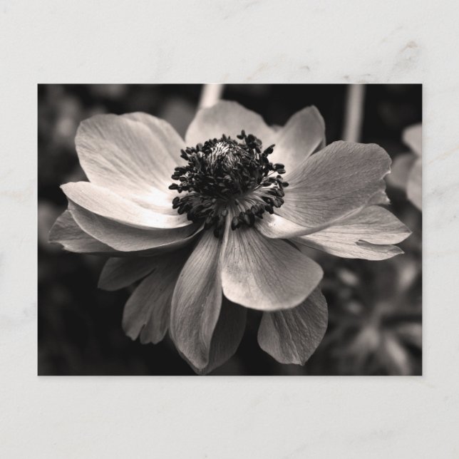 Cartão Postal Cartão-postal Fotografia Floral Sepia Anemone (Frente)