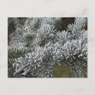Cartão Postal Cartão-postal Frosty Spruce