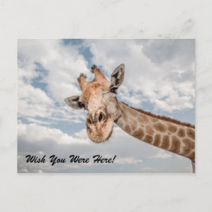 Cartão Postal Cartão-postal Funny Giraffe