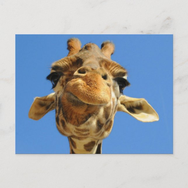 Cartão Postal Cartão-postal Funny Giraffe (Frente)