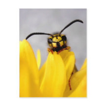 Cartão-postal Funny Wasp