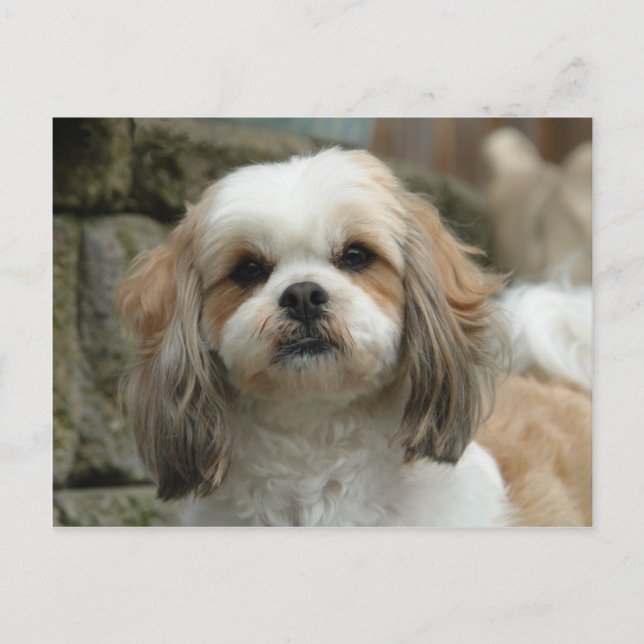 Cartão Postal Cartão-postal Furface (Frente)