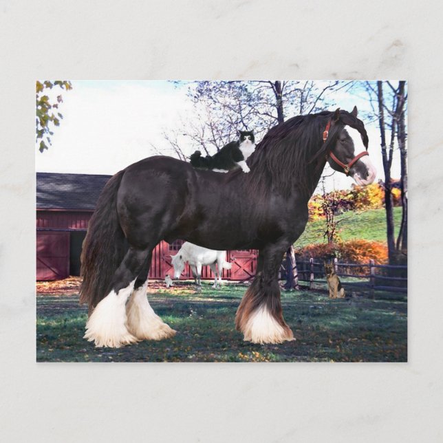 Cartão Postal Cartão-postal "Fuzzer Rides Novamente" (Frente)