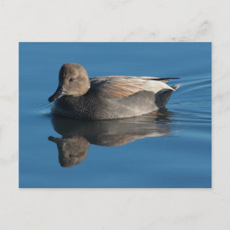 Cartão Postal Cartão-postal Gadwall