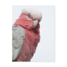 Cartão-postal Galah