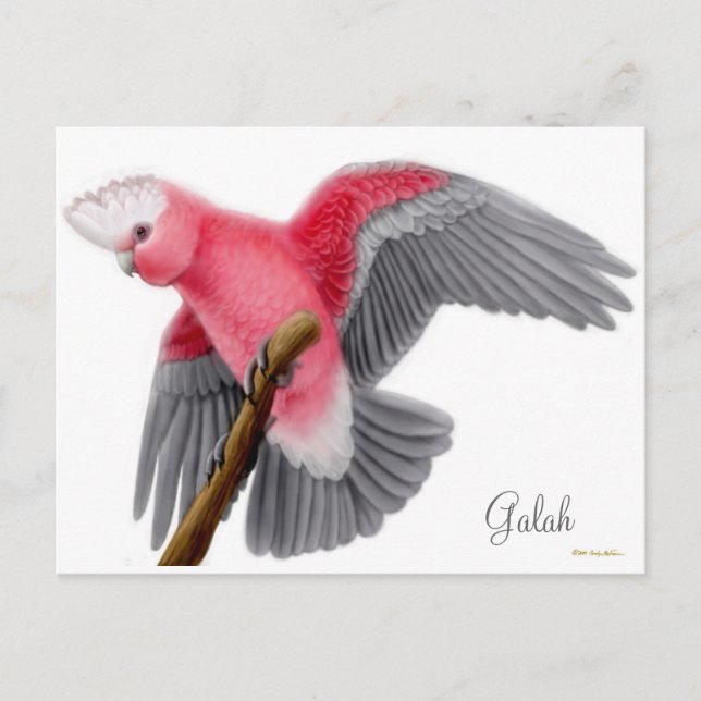 Cartão Postal Cartão-postal Galah Cockatoo (Frente)