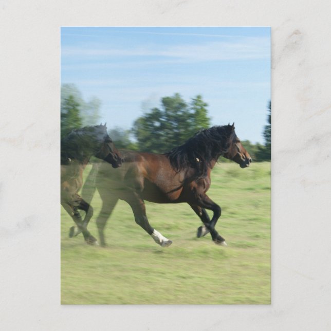 Cartão Postal Cartão-postal Galloping Mustangs (Frente)