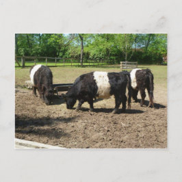 Cartão Postal Cartão-postal Galloway Cinturado