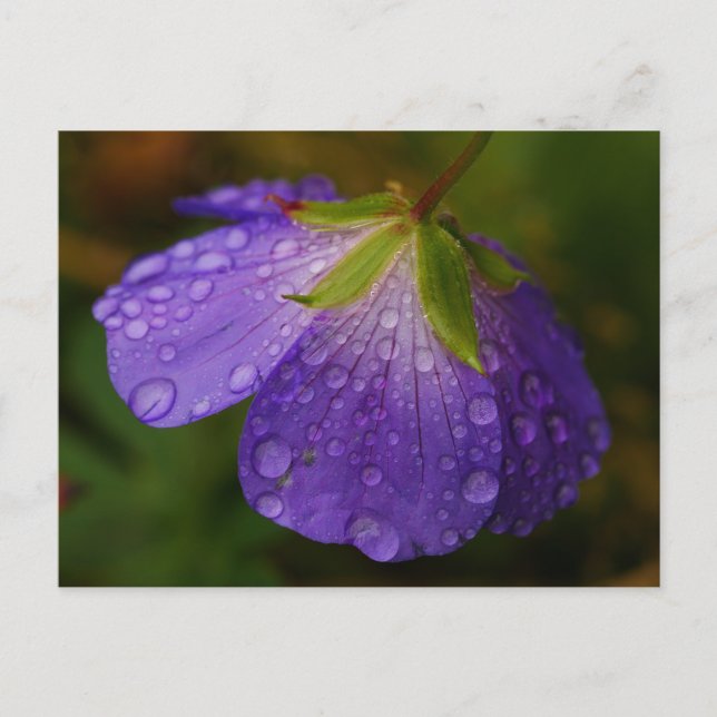 Cartão Postal Cartão-postal Geranium (Frente)