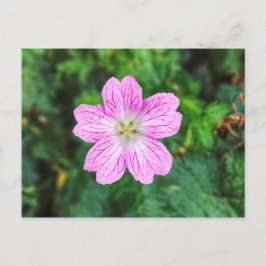 Cartão Postal Cartão-postal Geranium rosa