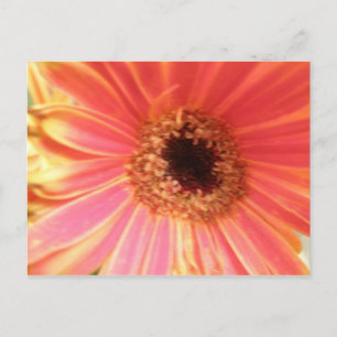 Cartão Postal Cartão-postal Gerbera Daisy Flower